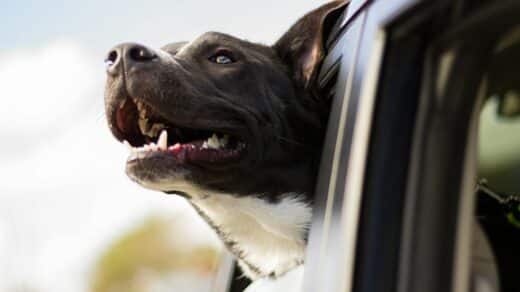 sécurité chien voiture