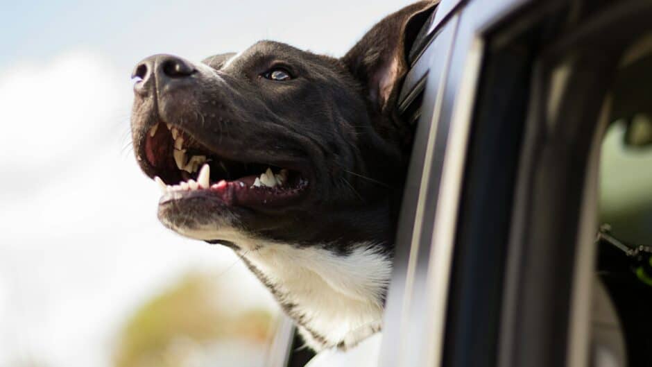 sécurité chien voiture